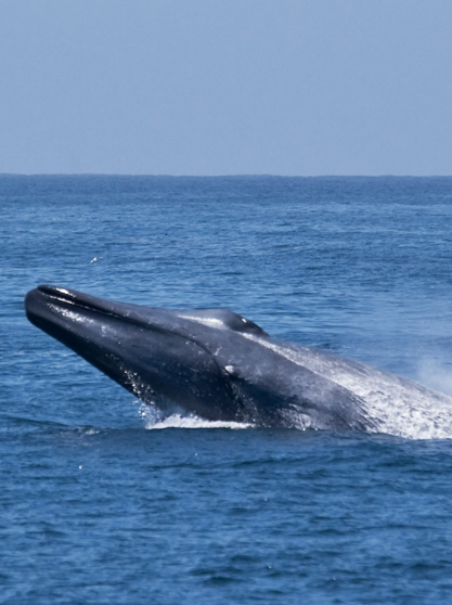 11 Reasons Why Whale Watching in Australia Should Be on Your Travel List