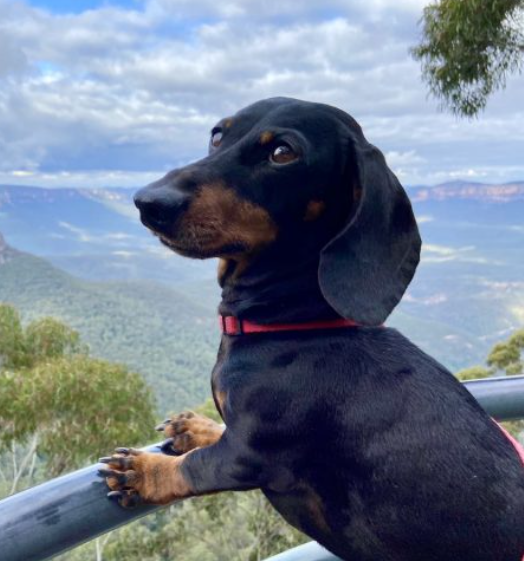 Top 10 Dog-Friendly Adventures You Can Enjoy With Your Pup in Sydney